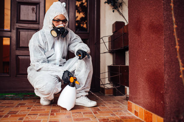 Reliable Wasp Removal contractor in Marissa, IL by Show Me Pest Control